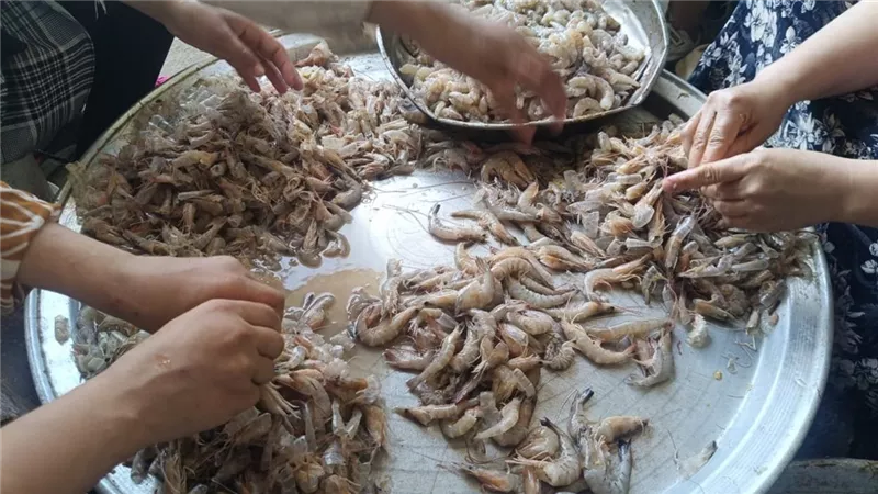 تقشير الجمبري: معركة يومية لسيدات 