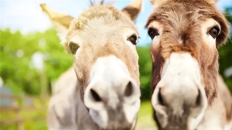 الحمار بـ15 ألف جنيه.. حسين أبو صدام من سوق الحمير: نحن والحمير في منعطف خطير