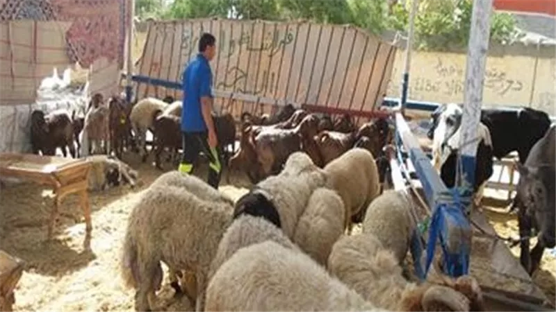 التموين: توفير الخراف الحية والمذبوحة عبر الجمعيات التعاونية وتكثيف الحملات ال