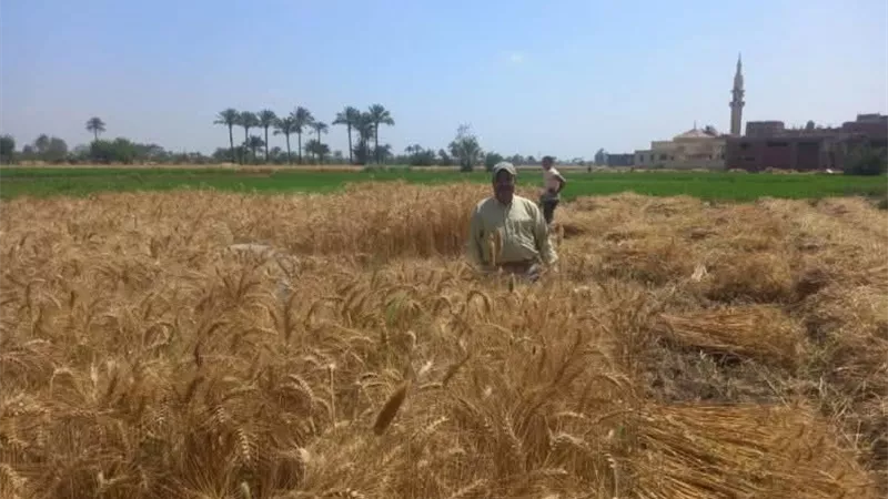 صوامع الشرقية تستقبل حوالي 400 ألف طن قمح منذ انطلاق موسم الحصاد