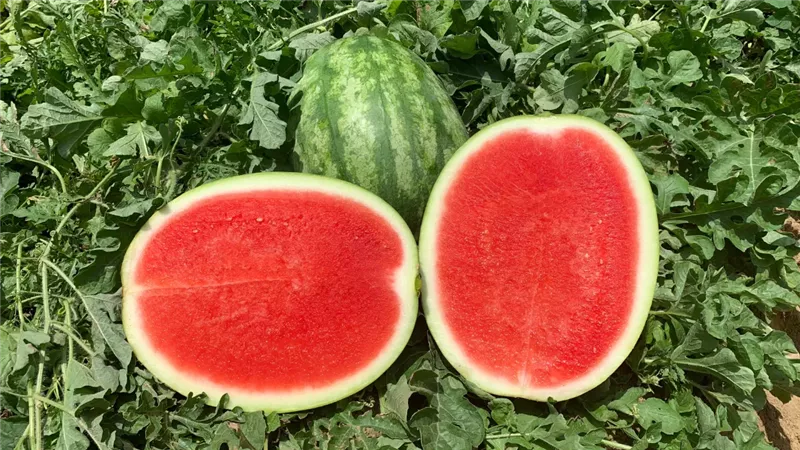 بعد نصيحة ياسمين عز.. اعرفي أنواع البطيخ الخالي من البذر وفوائده 