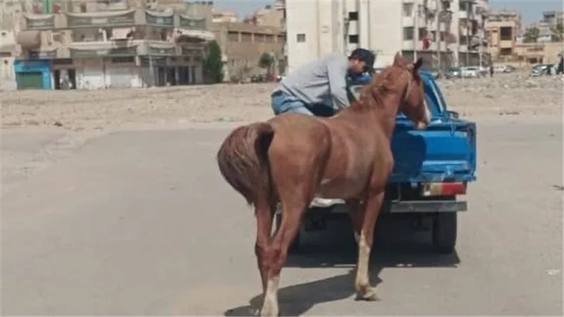 حملة موسعة لمكافحة الدواب الهائمة في المناطق الحيوية بمناخ بورسعيد 