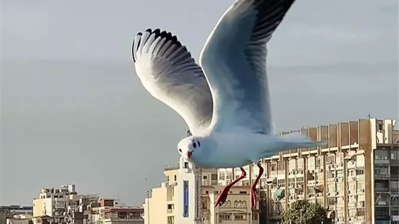 شعروا بالزلزال.. هزة أرضية يشعر بها أبناء محافظة بورسعيد