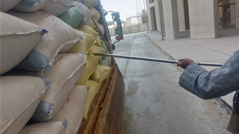 محافظ أسيوط: توريد أكثر من 113 ألف طن قمح حتى الآن