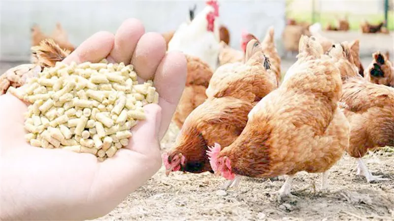 وزارة الزراعة تواصل حملاتها المفاجئة على مخازن ومصانع الأعلاف لمنع الاحتكار