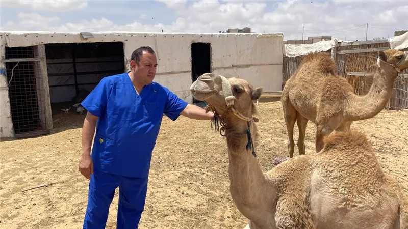 بحوث الصحراء يطلق قافلة بيطرية لتحسين صحة الثروة الحيوانية في الشيخ زويد 